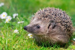 Hedgehog-Flowers-Meadow-Field.jpg.653x0_q80_crop-smart