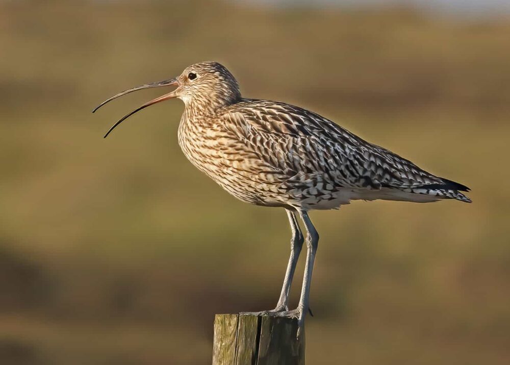 curlew