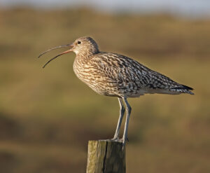 curlew